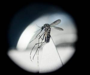 <i>Un mosquito Aedes aegypti es visto a través de un microscopio en un laboratorio del Centro de Estudios Parasitológicos y de Vectores (CEPAVE) del instituto nacional de investigaciones científicas CONICET, en La Plata, provincia de Buenos Aires, Argentina, el 26 de marzo de 2024. FOTO Luis ROBAYO/AFP</i>