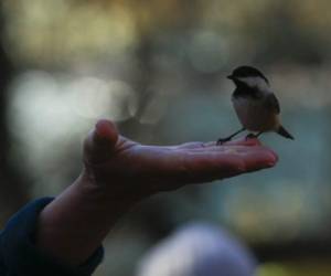 Un observador de aves sostiene un pajarito copetudo durante una oferta turística de Robert DeCandido, también conocido como 'Birding Bob' en Central Park, Nueva York, el 29 de noviembre de 2020. - Los guía por senderos sinuosos. (Foto de Kena Betancur / AFP)
