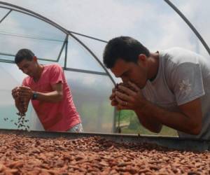 Los granos de cacao llevan días secándose en un invernadero situado en la ladera de un cerro. 'Es nuestra última cosecha y ya tenemos comprador', se entusiasma Rubens Costa de Jesus, agricultor de la granja comunitaria 'Dois Riachoes', que reúne a 39 familias brasileñas.