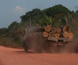 Deforestación de Amazonía brasileña aumentó 150 % en último mes de Bolsonaro