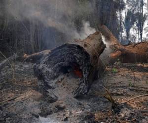 Smoke billows from a felled tree in the surroundings of Porto Velho, Rondonia State, in the Amazon basin in west-central Brazil, on August 24, 2019. - Official figures show 78,383 forest fires have been recorded in Brazil this year, the highest number of any year since 2013. Experts say the clearing of land during the months-long dry season to make way for crops or grazing has aggravated the problem. More than half of the fires are in the Amazon. (Photo by Carl DE SOUZA / AFP)