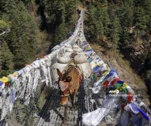 Mules carry goods over a bridge on their way to Namche Bazar during the first day of government-imposed natiowide lockdown as a preventive measure against the COVID-19 coronavirus, at Jorsale in the Everest region on March 24, 2020. (Photo by PRAKASH MATHEMA / AFP)