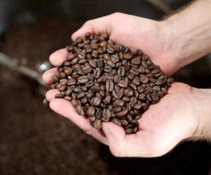 MARGATE, FL - MARCH 10: Robert A. Spuck Jr., director of manufacturing, shows off freshly roasted coffee beans as he produces the Miami Beach blend of coffee at the Kana Coffee Roasters on March 10, 2015 in Margate, Florida. A panel of government-appointed scientists at the Dietary Guidelines Advisory Committee charged with proposing changes to U.S. dietary guidelines announced recently that three to five cups of coffee daily do not have long-term health risks, and help reduce the risk for heart disease and type 2 diabetes. Joe Raedle/Getty Images/AFP