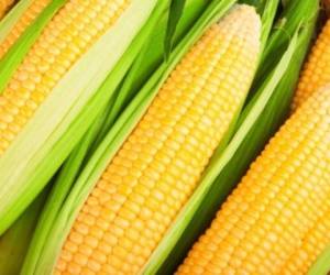 El maíz será uno de los nuevos productos que ofertará Guatemala en feria comercial. (Foto: 123RF)