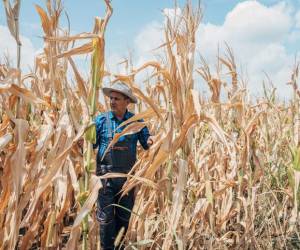 Proyectan que temporada seca en Honduras será más severa este año