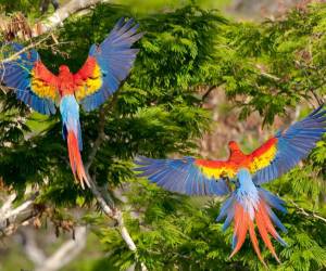 AJE ha apoyado durante los últimos años el mantenimiento del Laboratorio en Laguna el Perú, en el cual se han rescatado y liberado más de 100 crías de guacamaya roja en los últinos tres años. Foto de cortesía AJE ha apoyado durante los últimos años el mantenimiento del Laboratorio en Laguna el Perú, en el cual se han rescatado y liberado más de 100 crías de guacamaya roja en los últinos tres años. Foto de cortesía