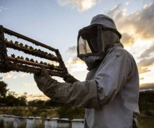 Apicultores nicaragüenses encontraron en la crianza de abejas reinas una oportunidad para mejorar la producción de miel ante la amenaza que la sequía representa para este dulce negocio, que deja millonarias ganancias al país.