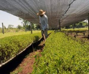 Un hombre trabaja en una plantación de stevia en Guayaibi, Paraguay. (Foto: AFP)