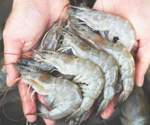 Bloqueos y aranceles disminuyen la exportación de camarón de Honduras