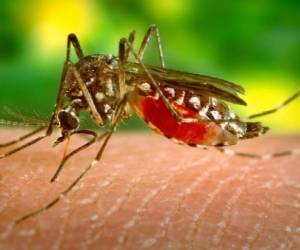 Los zancudos son el principal vector del virus del zika, pero se ha comprobado que también puede transmitirse mediante relaciones sexuales.