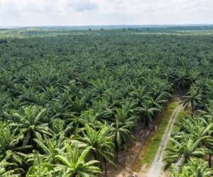 Empresarios reportan más de 27.000 manzanas de palma invadidas en Honduras