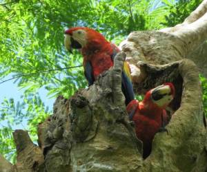 Retoman programa de protección de la Guacamaya Roja en selva de Guatemala