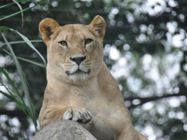 Costa Rica cierra los zoológicos estatales tras 11 años de litigios