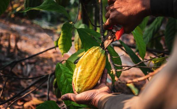 Los precios del cacao caen un 19 % y cede una parte de sus ganancias récord