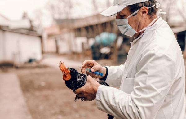 Estados Unidos vuelve a detectar casos de gripe aviar en una granja comercial