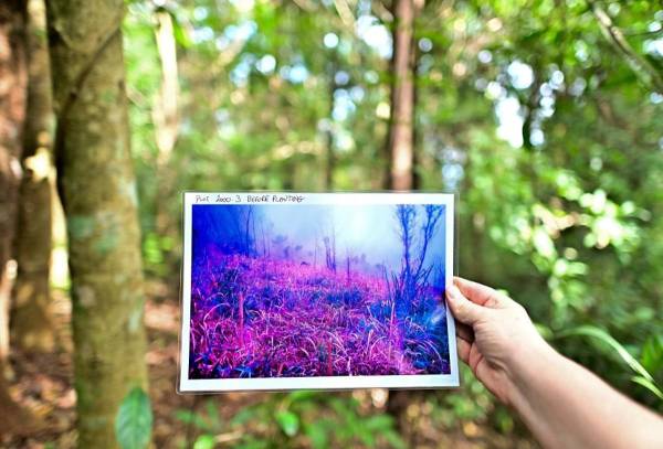 <i>Esta fotografía tomada el 22 de noviembre de 2023 muestra a Stephen Elliott, director de investigación de la Unidad de Investigación de Restauración Forestal (FORRU) de la Universidad de Chiang Mai, sosteniendo una fotografía de una tierra árida antes de que fuera reforestada en una ladera cerca de Chiang Mai. FOTO MANAN VATSYAYANA / AFP</i>