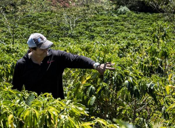 <i>El cafetalero Johel Alvarado supervisa sus plantaciones de café en Grecia, provincia de Alajuela, Costa Rica, el 15 de febrero de 2024. Más de 25.000 familias de pequeños y medianos productores viven de esta actividad, que enfrenta desafíos por las menores precipitaciones. FOTO EZEQUIEL BECERRA / AFP</i>