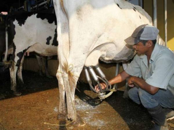 Más de 700.000 personas dependen de la actividad lechera en Nicaragua. “Al bajar las exportaciones se produce una contracción interna porque los volúmenes en el mercado interno se incrementan”, dice el Cosep.