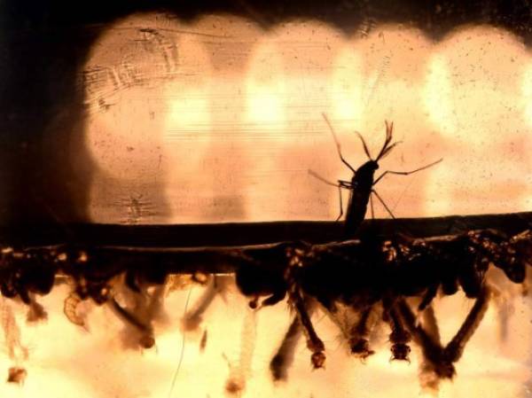 El zika es transmitido por la picada del zancudo Aedes Aegypti.