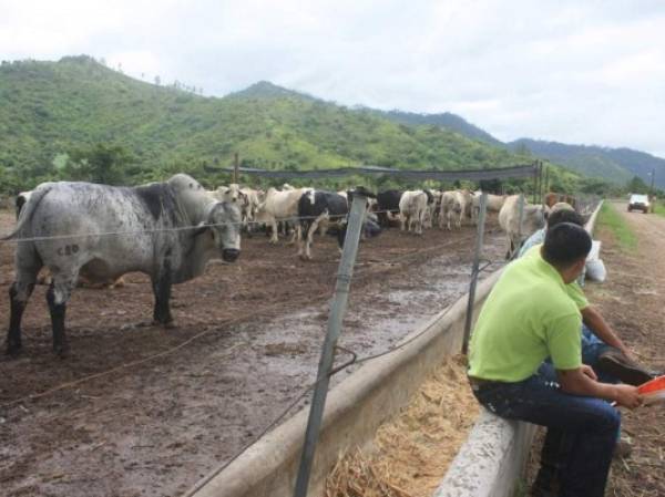 La cría de ganado destaca entre los sectores beneficiados con la futura construcción de la represa El Tablón en Naco, Santa Bárbara. (Foto: laprensa.hn).