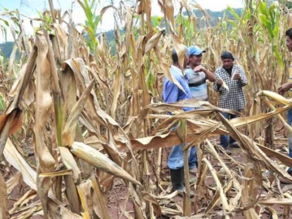La mayoría de los afectados por la sequía son agricultores de subsistencia que cosechan una vez al año y viven en el llamado 'corredor seco' de Centroamérica. (Foto: Archivo).