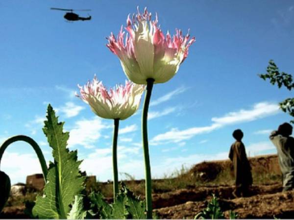 Pakistán, que inicialmente colaboró con la CIA en investigar el paradero de Bin Laden, detectó que grupos terroristas utilizaban campos de cultivo de amapola en el sur de su país para entrenarse. (Foto: orientalreview.org).