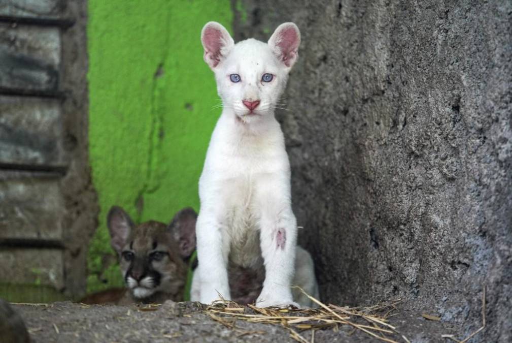 <i>El zoológico mantuvo cubierta con un toldo la jaula donde permanecen Itzae, su madre y sus hermanas, pero desde este viernes lo levantarán parcialmente algunas horas en la mañana durante un mes, para que los visitantes aprecien a la rara felina. FOTO OSWALDO RIVAS / AFP</i>