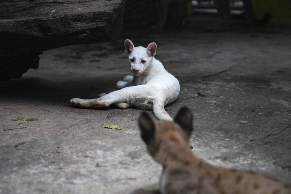 <i>"Se le hizo un chequeo clínico completo (...) y se logró determinar que, junto con sus hermanas, está en un estado de salud óptimo", explicó a la AFP el veterinario del zoológico, Carlos Molina. FOTO OSWALDO RIVAS / AFP</i>