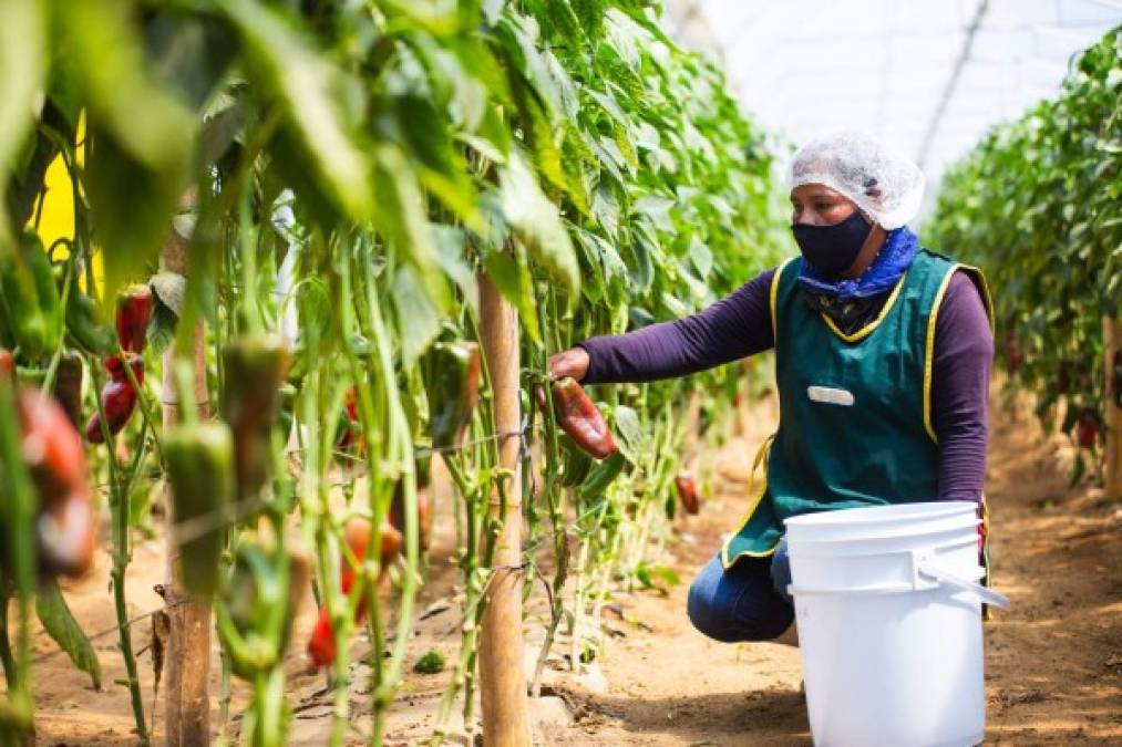 Walmart hace realidad los sueños de pequeños agricultores