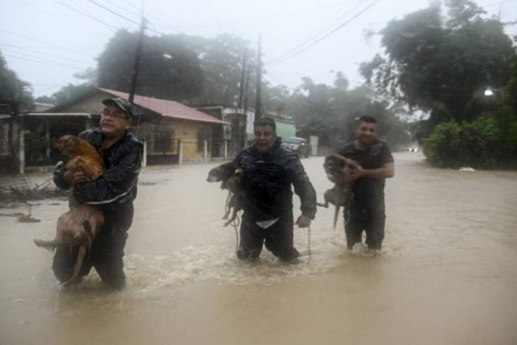 Hombres rescatan perros de una casa inundada debido a las fuertes lluvias provocadas por el huracán Eta, ahora degradado a tormenta tropical, en Puerto Barrios, Izabal 310 km al norte de la Ciudad de Guatemala el 5 de noviembre de 2020. FOTO Johan ORDONEZ / AFP