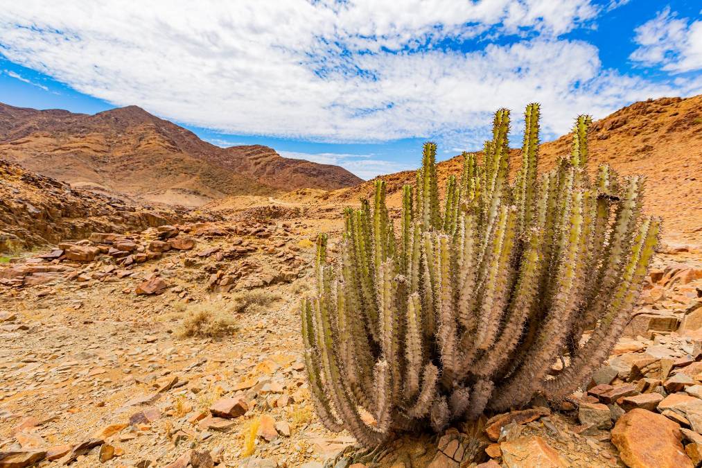 <i>Este es uno de los rincones más remotos de Sudáfrica, justo al borde de la frontera con Namibia, y uno de los menos visitados. No verá un león, pero hay sí unas atracciones inolvidables, ninguna de las cuales supera la vívida belleza de las surrealistas pinturas en muchas de las piedras esparcidas por el parque. FOTO Sunshine Seeds / Shutterstock</i>