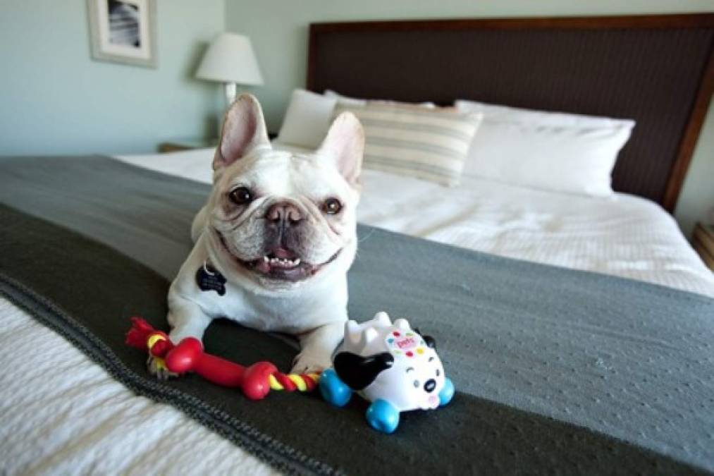 Hoteles ‘pet friendly’, tendencia mundial que crece
