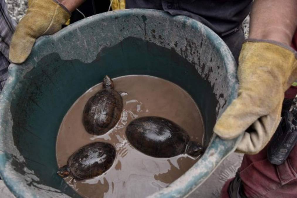 A su paso los rescatistas han resctado mascotas e incluso animales silvestres, como estas tortugas que fueron limpiadas tras ser encontradas cubiertas de ceniza. / AFP PHOTO / JOHAN ORDONEZ