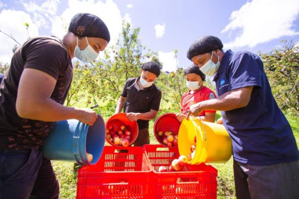 Walmart hace realidad los sueños de pequeños agricultores