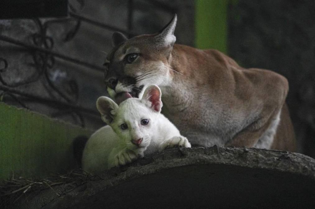 <i>La mutación genética que provocó su pigmentación blanca es rara entre las especies animales, especialmente en estos felinos, de los que apenas hay cuatro casos documentados en el mundo, según la revista National Geographic. FOTO OSWALDO RIVAS / AFP</i>