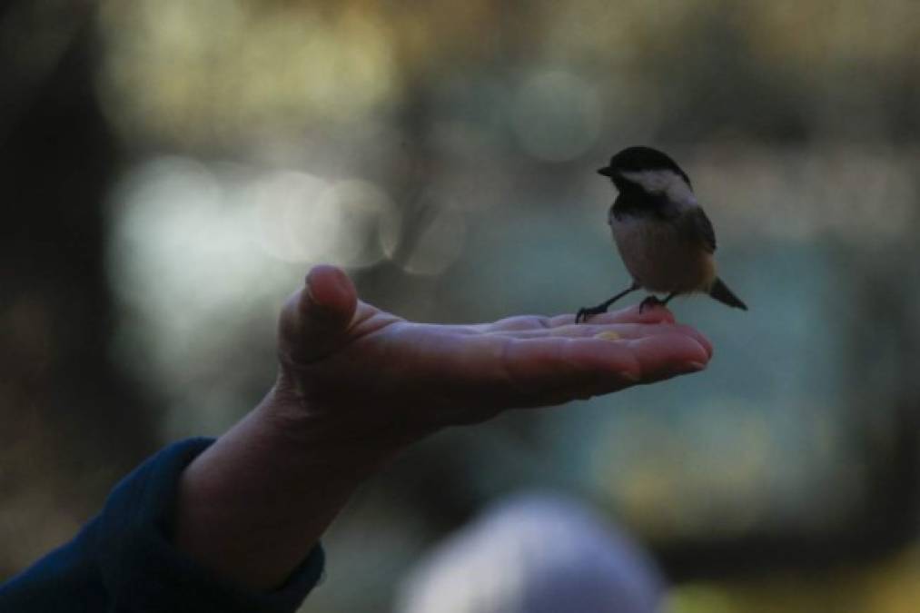 Nuevo hobby anti-covid en Nueva York: Avistar aves en Central Park