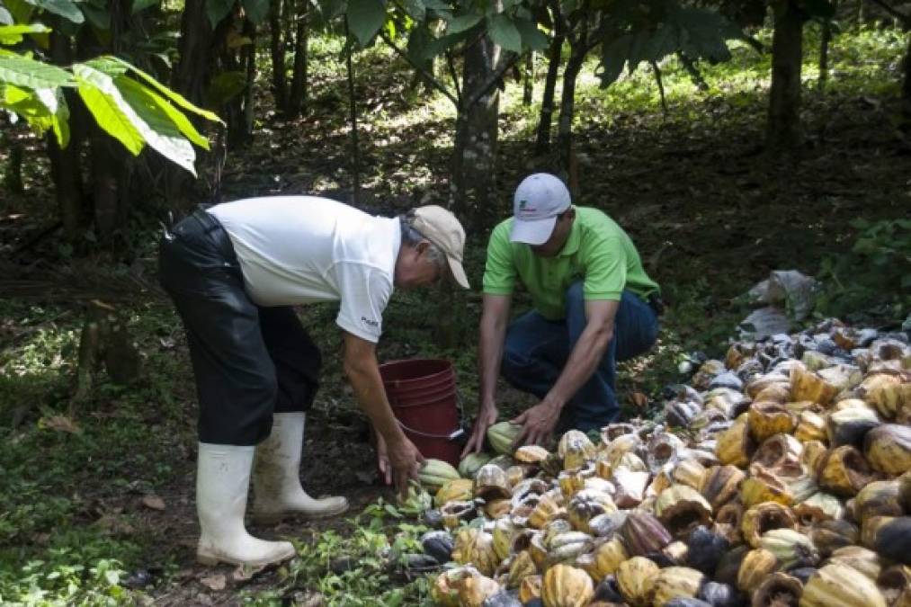 Nicaragua y Honduras apuestan al Cacao, el 'cultivo de oro'