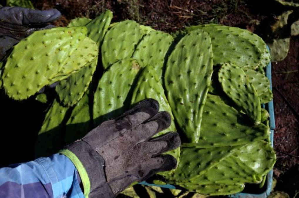 Empaques de cactus: una propuesta de México en favor del medio ambiente
