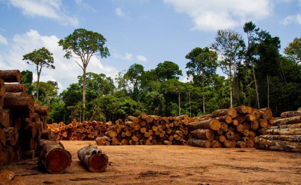 Organizacja pozarządowa oskarża H&M i Zarę o udział w wylesianiu w Brazylii