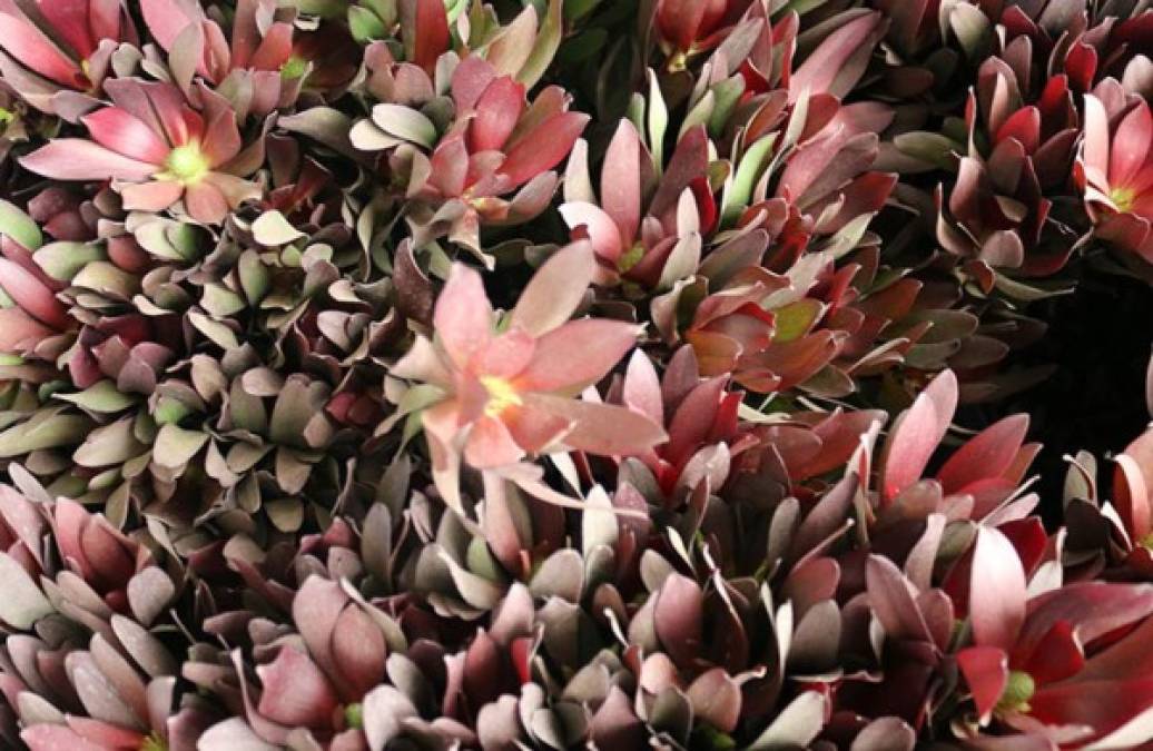 Guatemala exportó 1.9 millones de kilos de flores por San Valentín