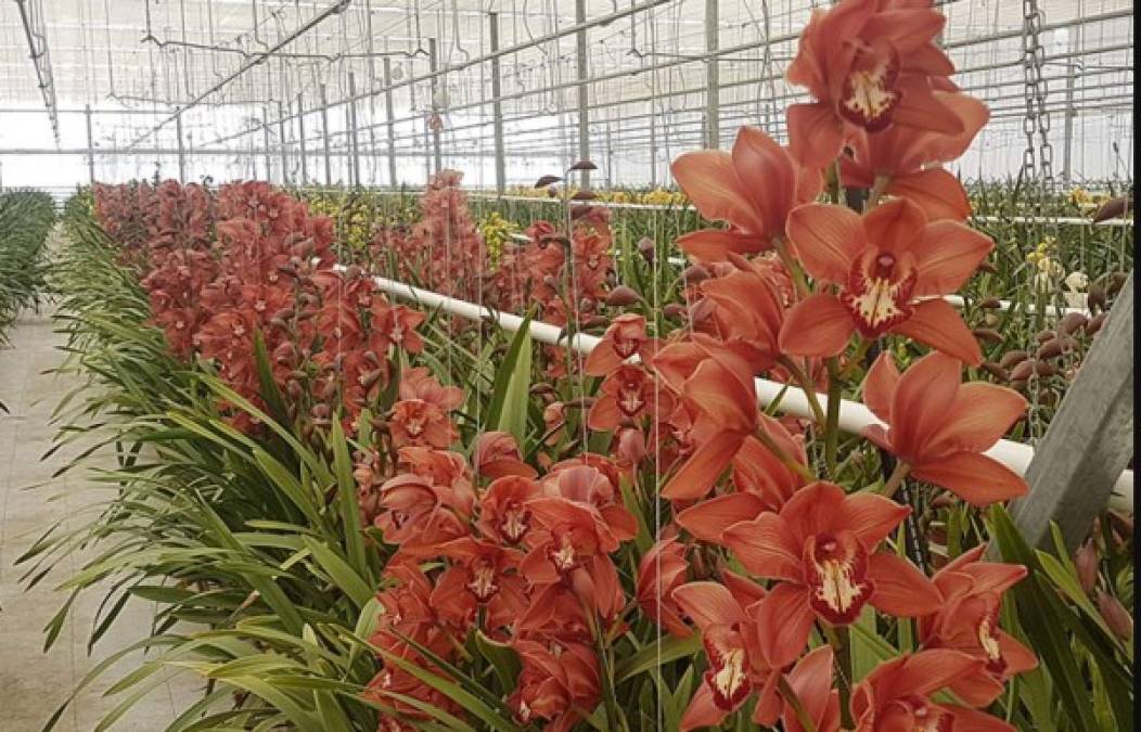 Guatemala exportó 1.9 millones de kilos de flores por San Valentín