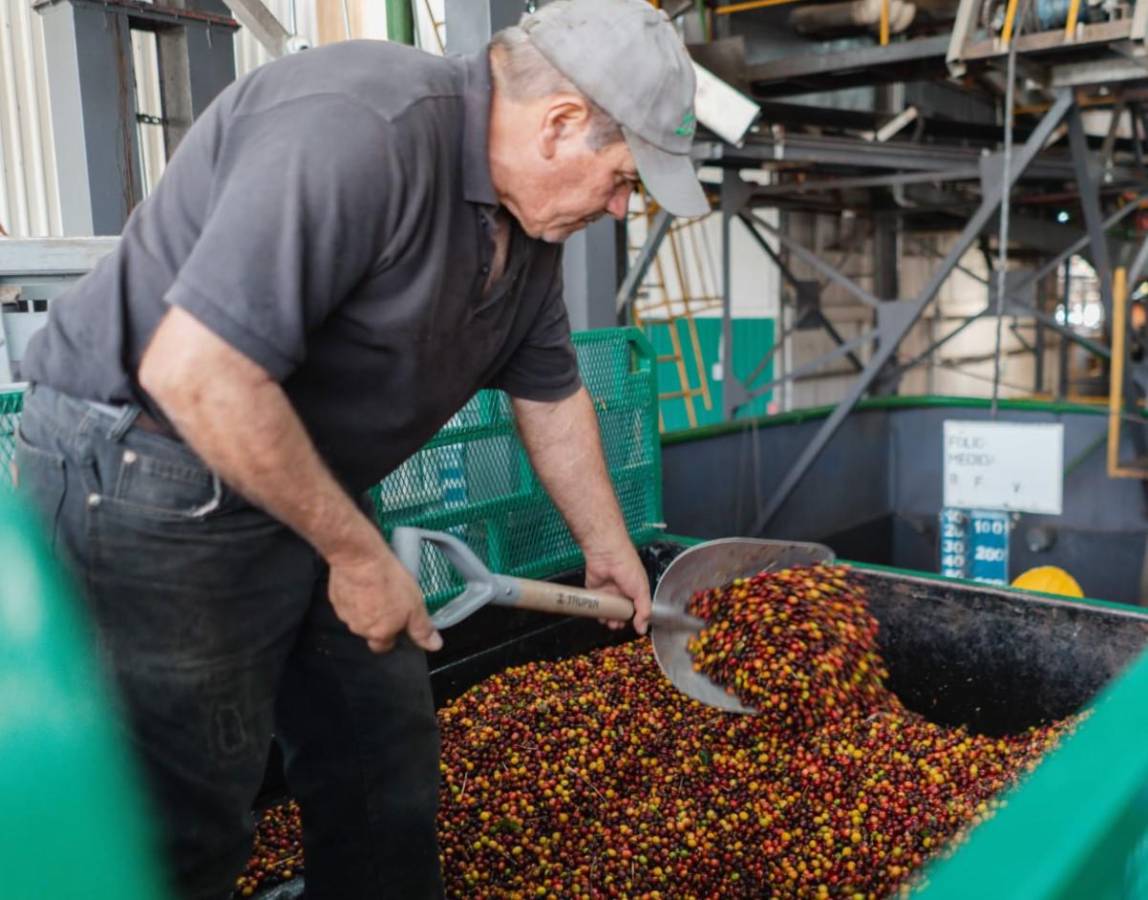 Guatemala: ingreso de divisas por exportaciones crece 10,7 %, liderado por el café