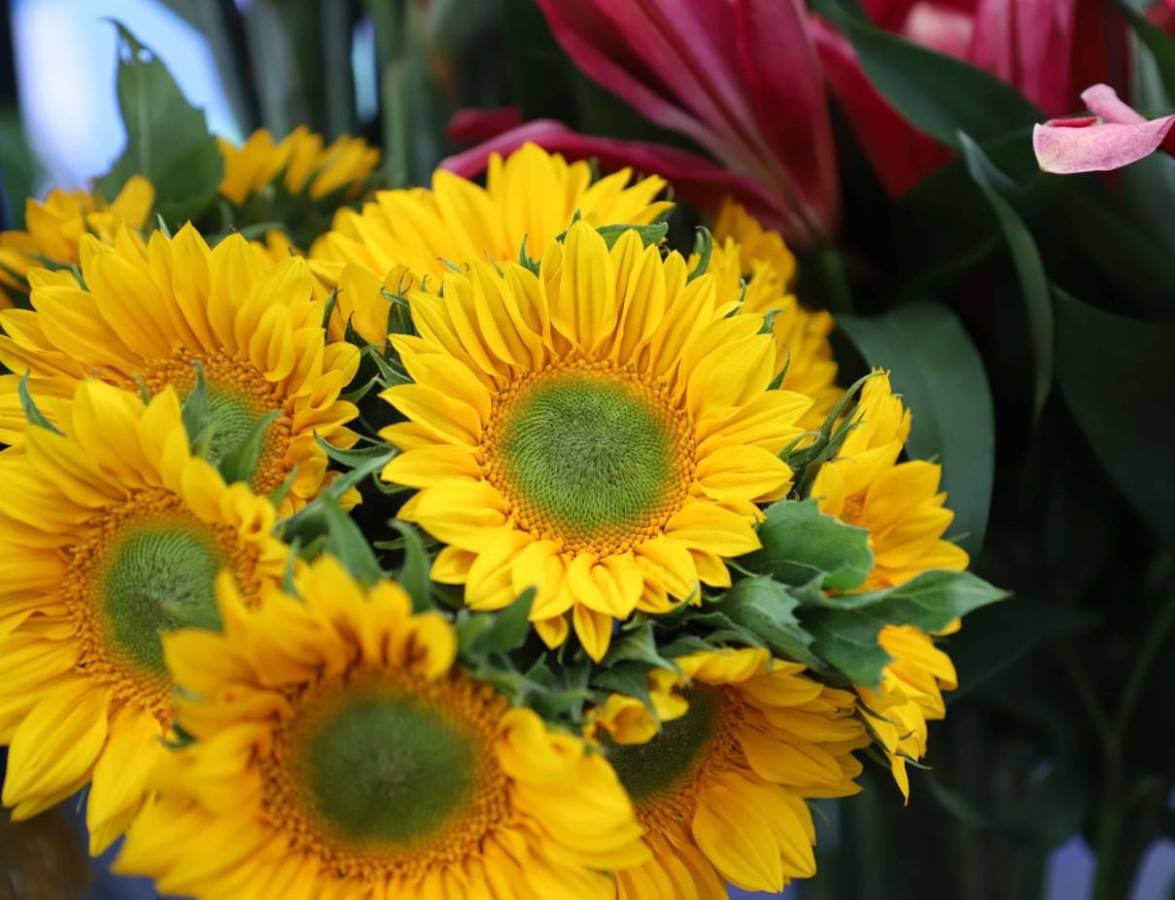 Plantas Ornamentales, Follajes y Flores de Guatemala con potencial de exportación de hasta US$213 millones