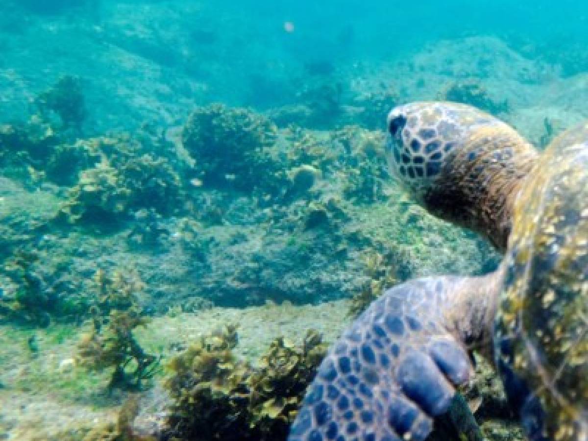 Seres del mar absorben 500 millones de toneladas de carbono al año