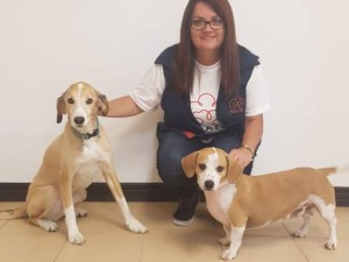 AulaPet desarrolla habilidades de liderazgo utilizando perros como motivadores en Costa Rica