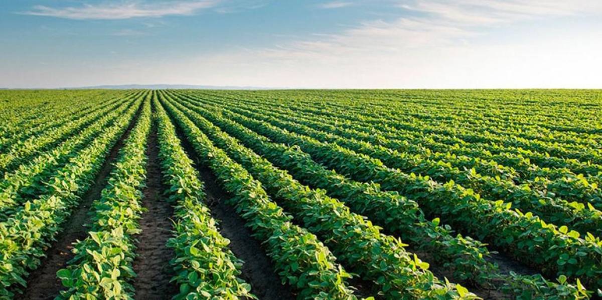 Agricultura de América es un faro de seguridad alimentaria para el mundo: IICA