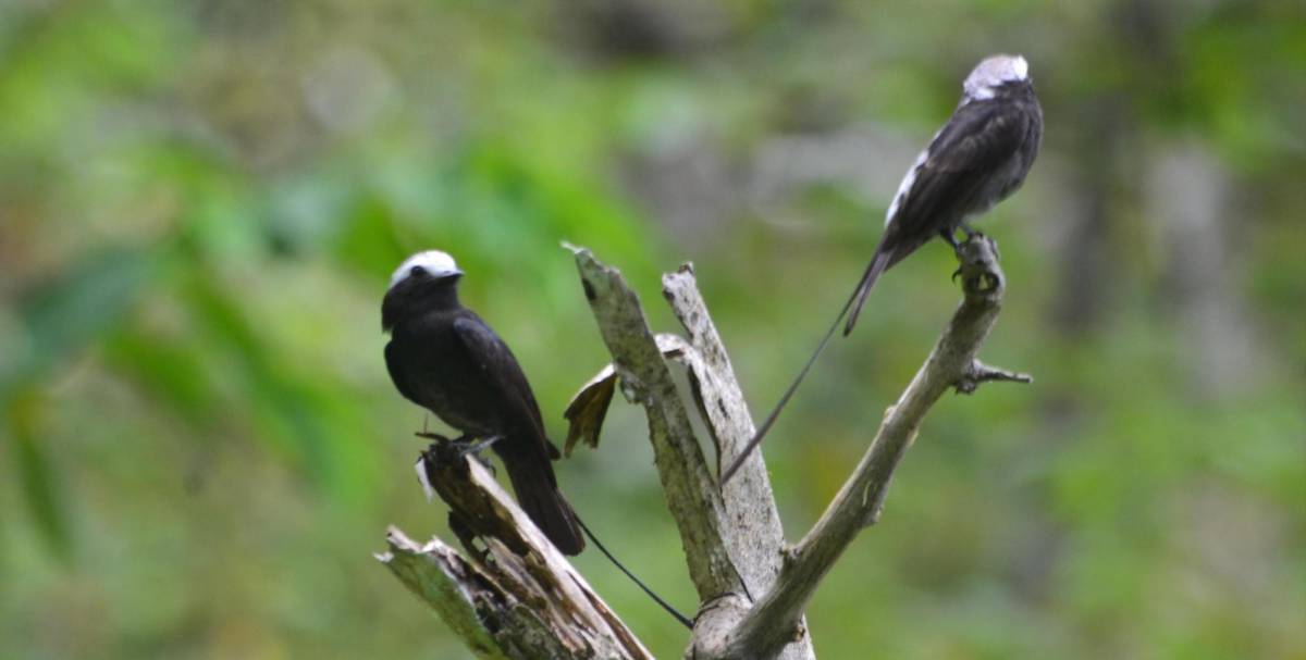 Panamá se consolida como destino para la observación de aves