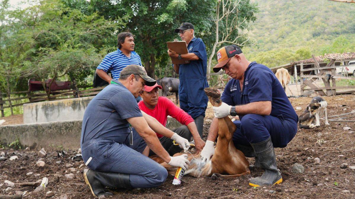 Honduras reporta 1.207 casos de gusano barrenador en ganado y 15 en humanos