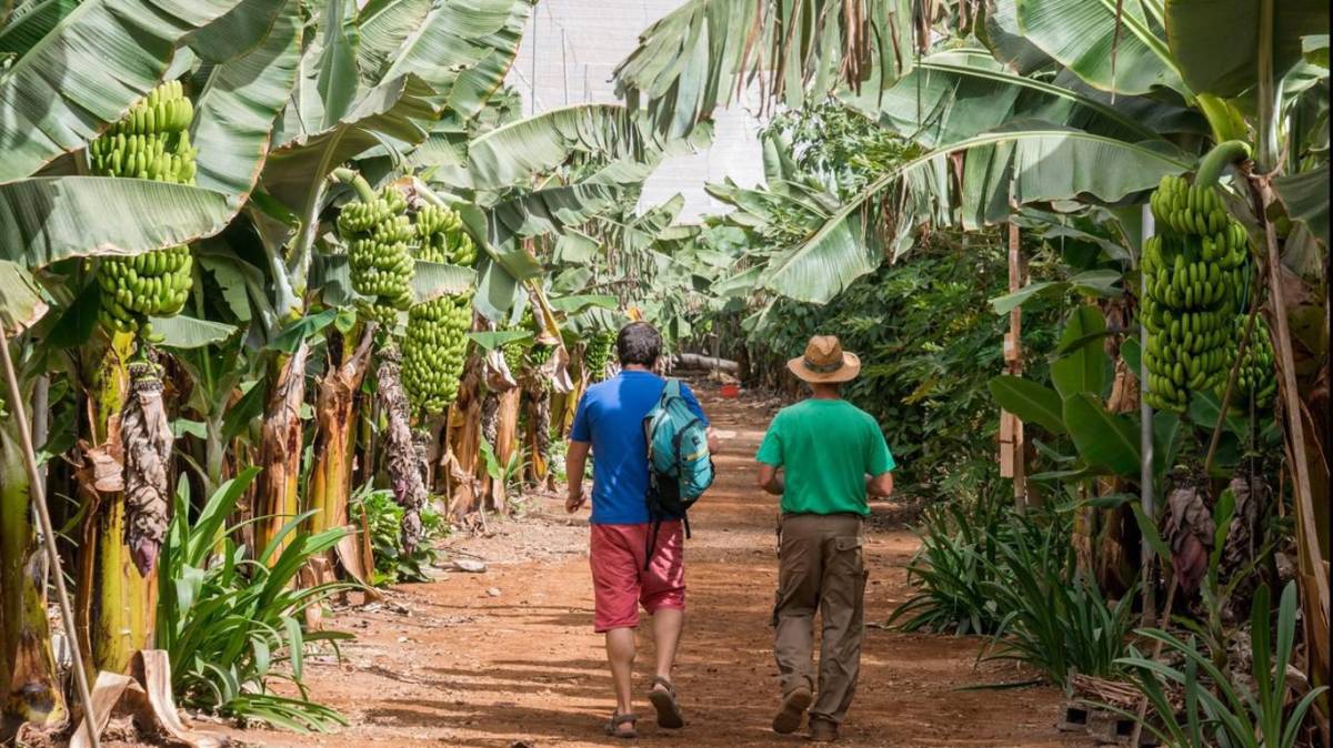 La bananera Chiquita Panamá despedirá a miles de trabajadores en huelga