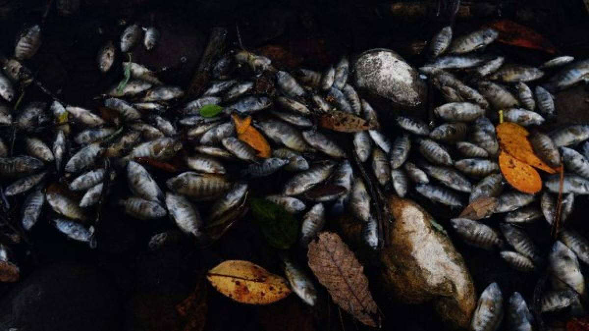 Mortandad de peces en río Lempa enciende alarmas en Centroamérica